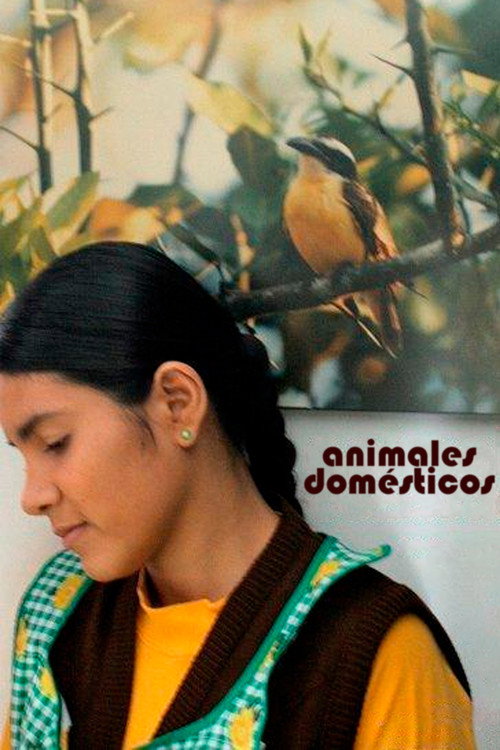 Animales Domésticos Poster
