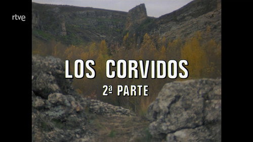 The Corvids II