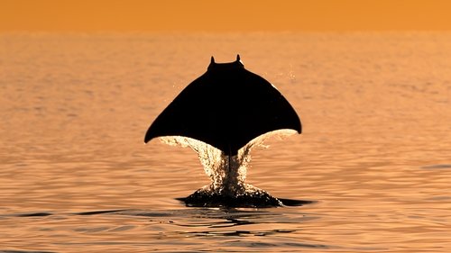 Yeryüzü 3 - Okyanus