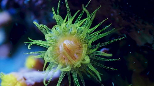 Earth at Night in Color - 4. Bölüm