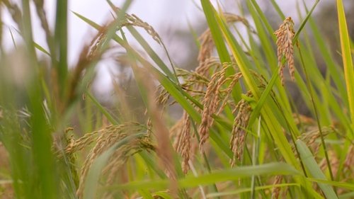High on the Hog: How African American Cuisine Transformed America - 2. Bölüm