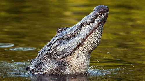 Vahşi Amerika - Su Diyarı
