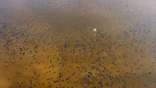 The Americas - Amazon