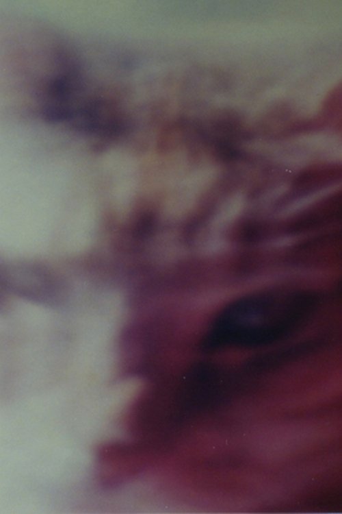 Two Cats