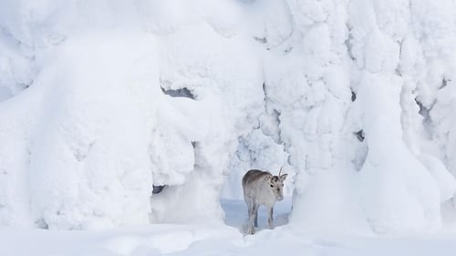 Assista Ailo: Une odyssée en Laponie (2018) Filme completo online grátis