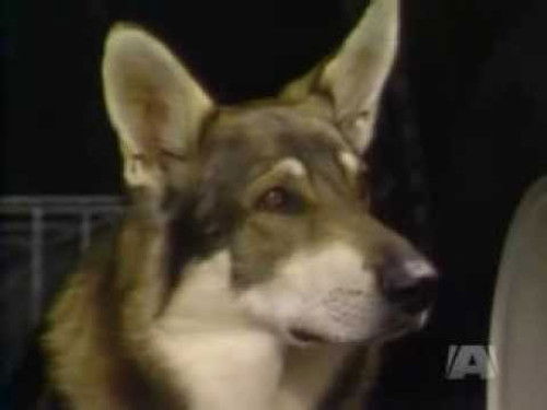 The Day of the Fugitive