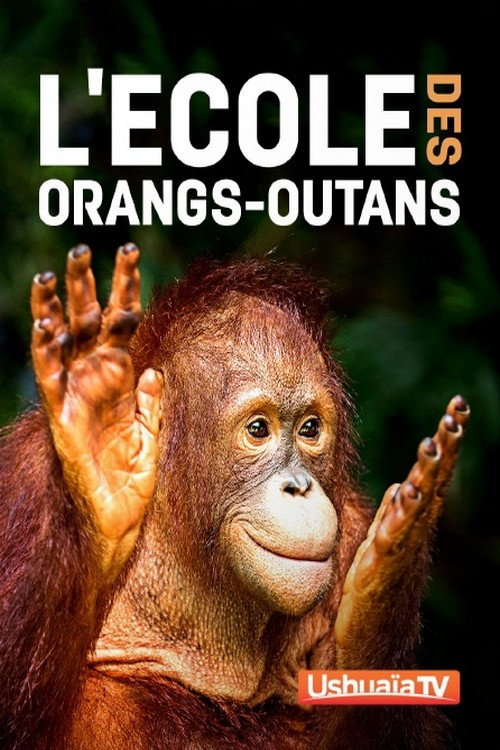 L'ecole des orangs-outans电影海报