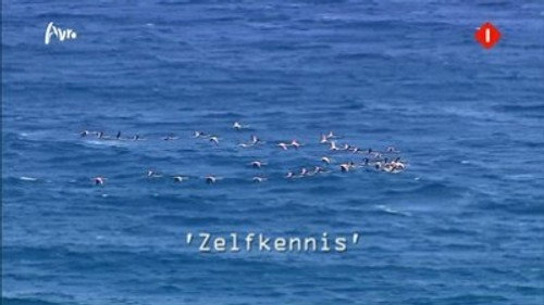 Zelfkennis (Self-knowledge)