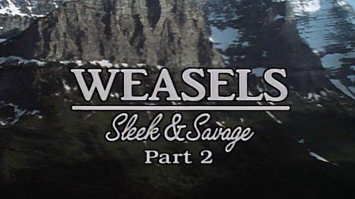 Weasels: Sleek and Savage-Part 2