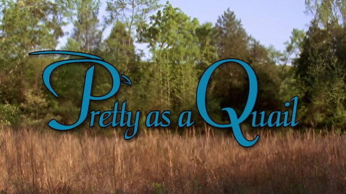 Pretty as a Quail