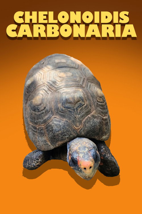Chelonoidis Carbonaria poster 3