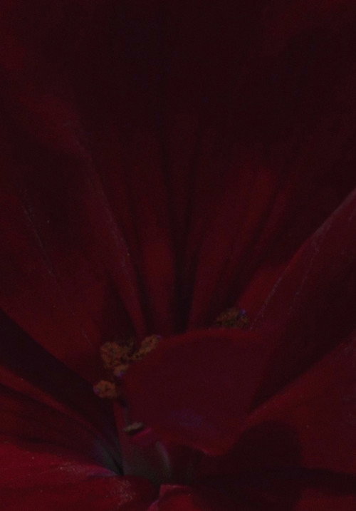 Flowerbed's poster