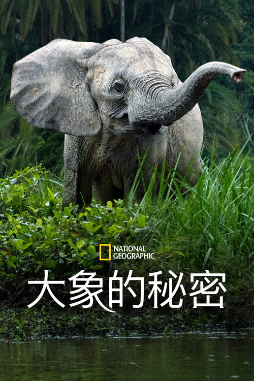 大象的秘密电影海报