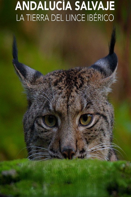 Andaluc&iacute;a Salvaje La Tierra del Lince Ib&eacute;rico电影海报