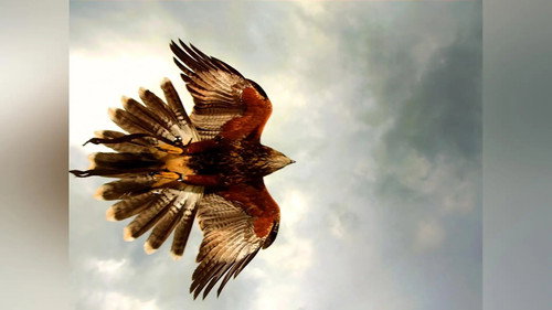 Beaks And Talons