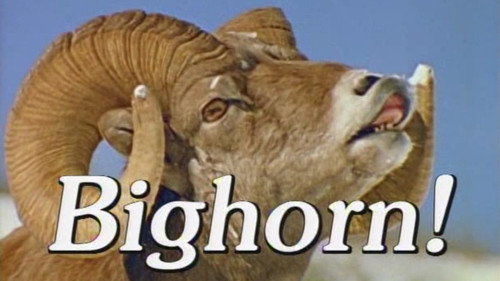 Bighorn!