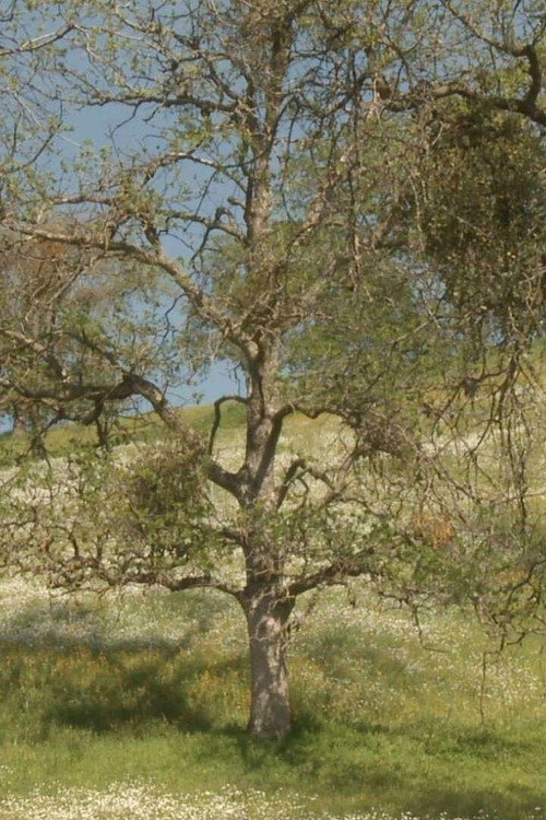 Spring Equinox's poster