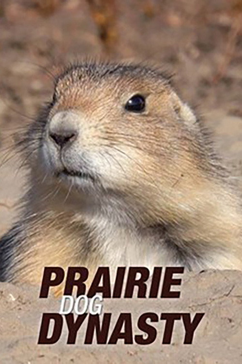 Prairie Dog Dynasty海报