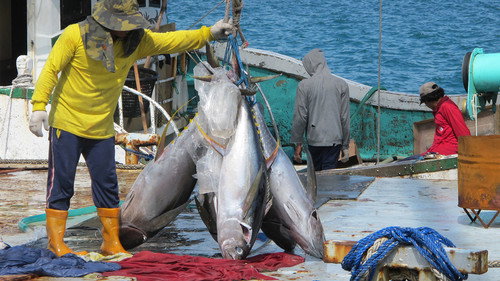 Palau - Take A Long Line