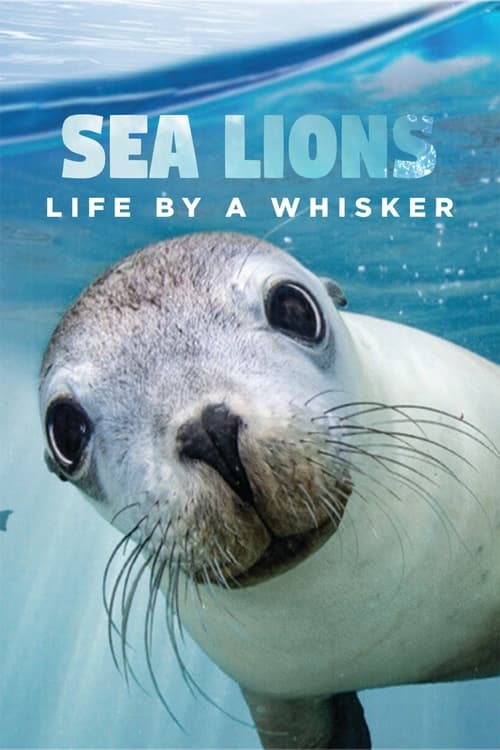 Sea+Lions%3A+Life+By+a+Whisker