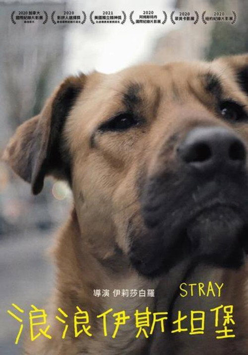 在迷途电影海报