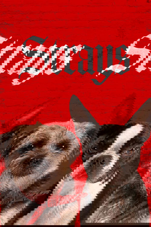 Strays
