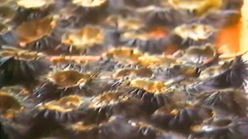 Backdrop