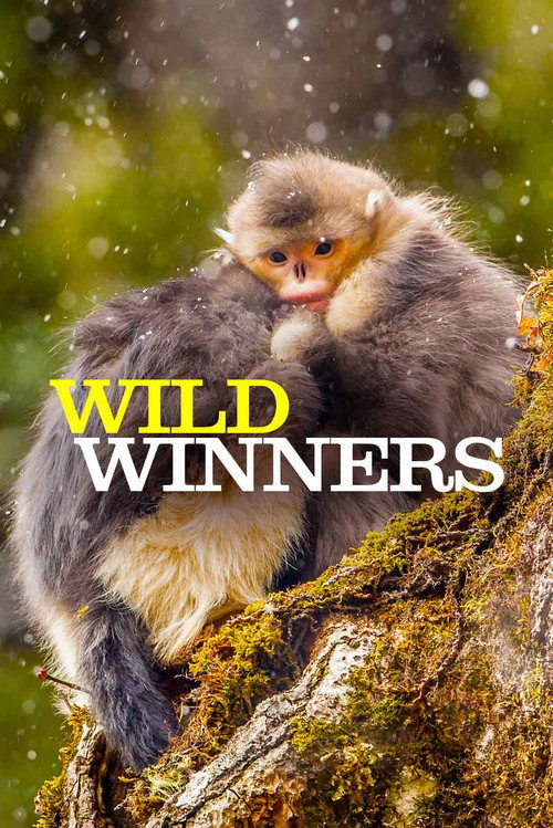 Wild Winners电影海报