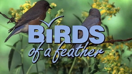 Birds of a Feather