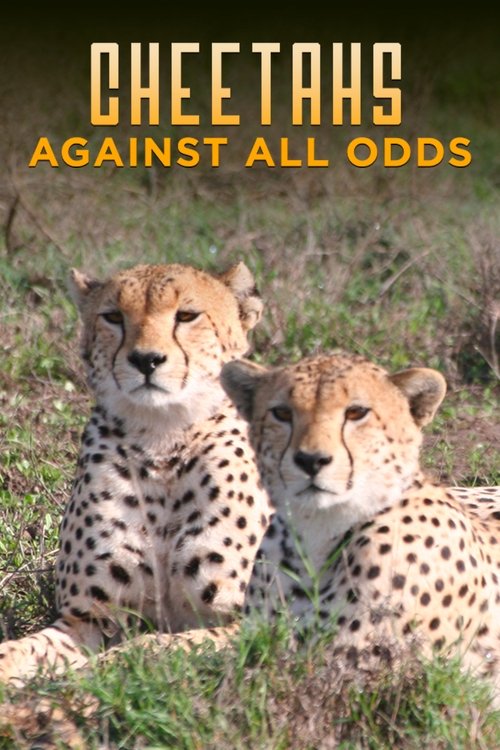 Cheetahs+Against+All+Odds