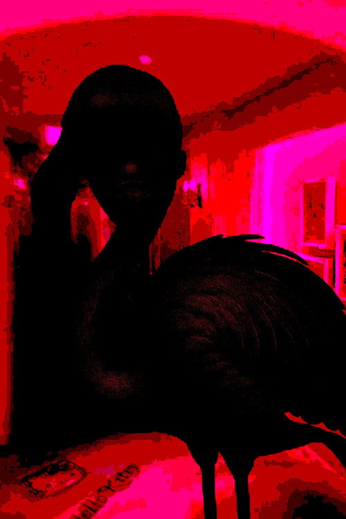 Flamingo's poster
