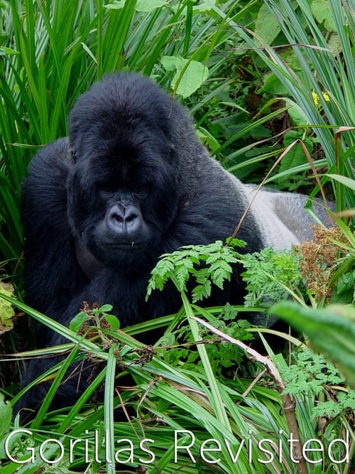 Gorillas+Revisited+with+Sir+David+Attenborough
