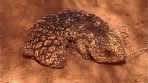 The Wiggles第5季第18集