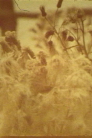 Another Place and Yet the Same