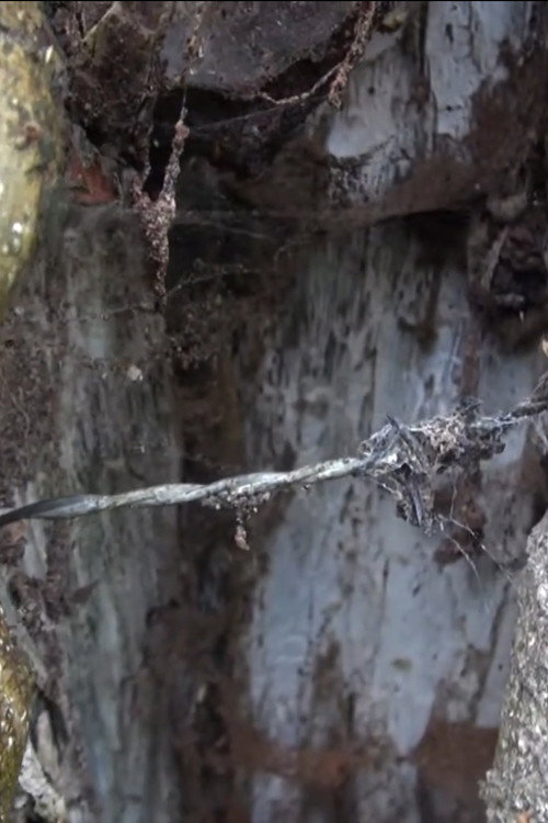 Marier deux arbres电影海报