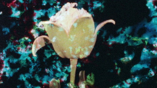 Backdrop