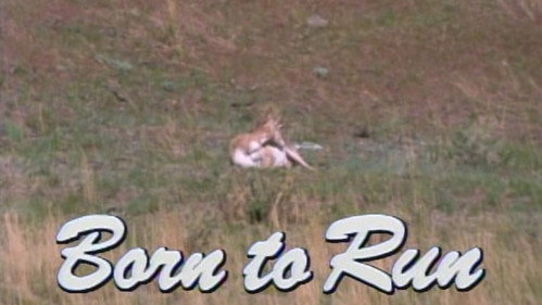 Born to Run