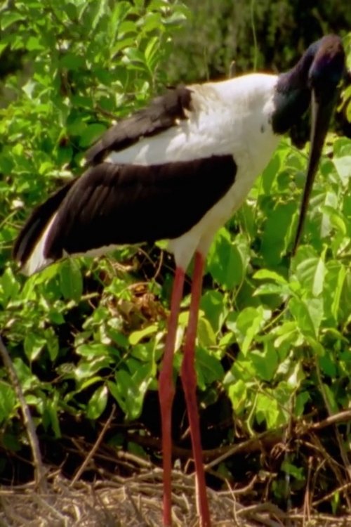 Wild Kakadu Poster