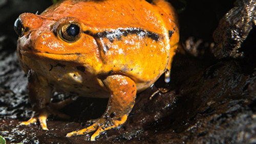 Frogs