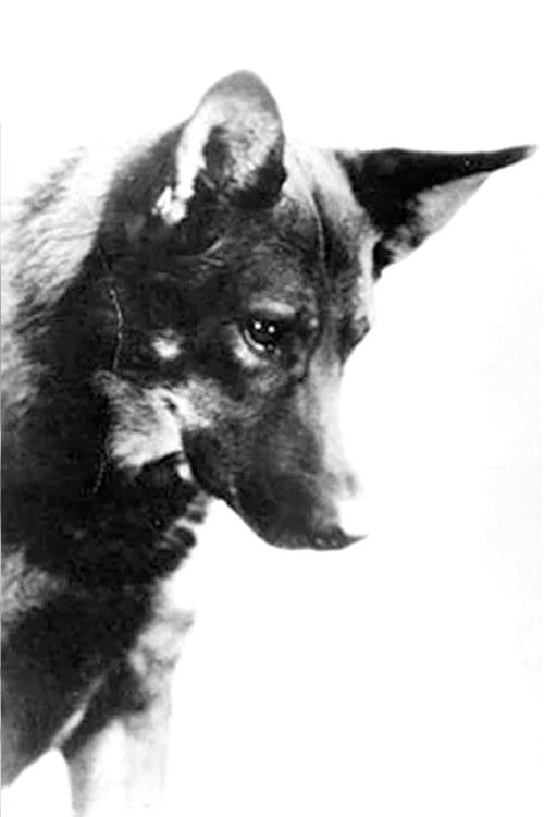 Rin-Tin-Tin