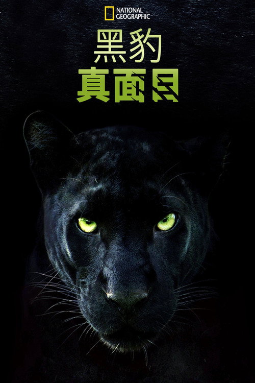 真黑豹无双电影海报