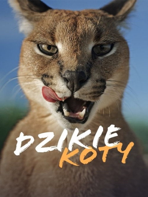 Wild Cats电影海报