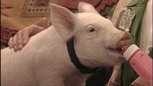 This Little Piggy