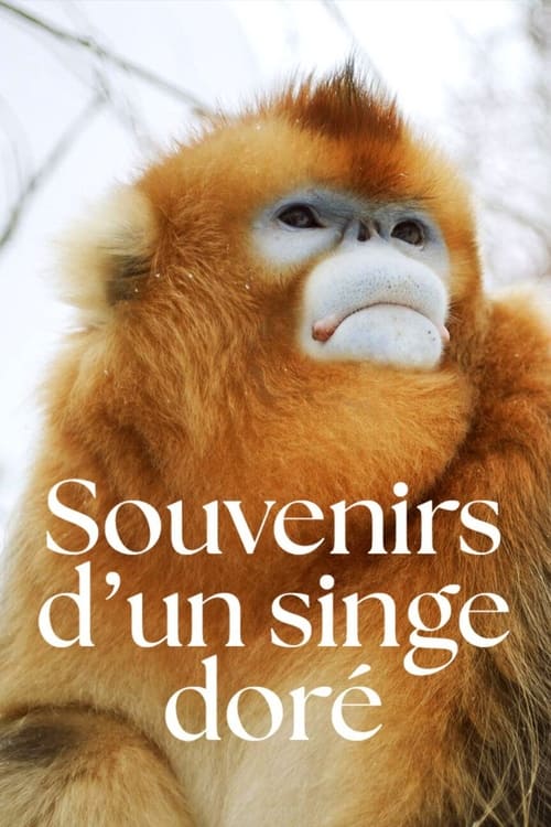 Recuerdos de un langur chato dorado