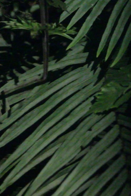 Batalhão