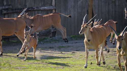 The savanna opens