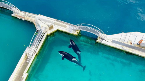 Orca Shows at an End?