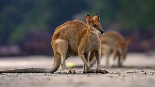 Coastal Creatures