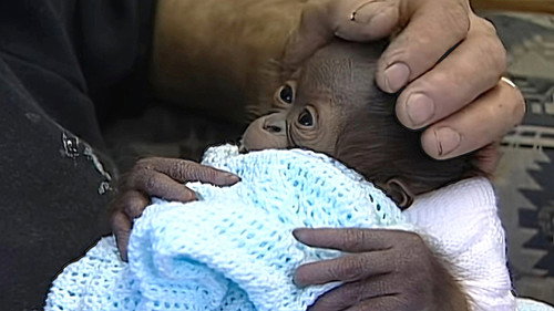 Monkey Business第2季第1集