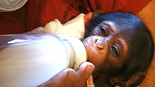 Monkey Business第9季第14集